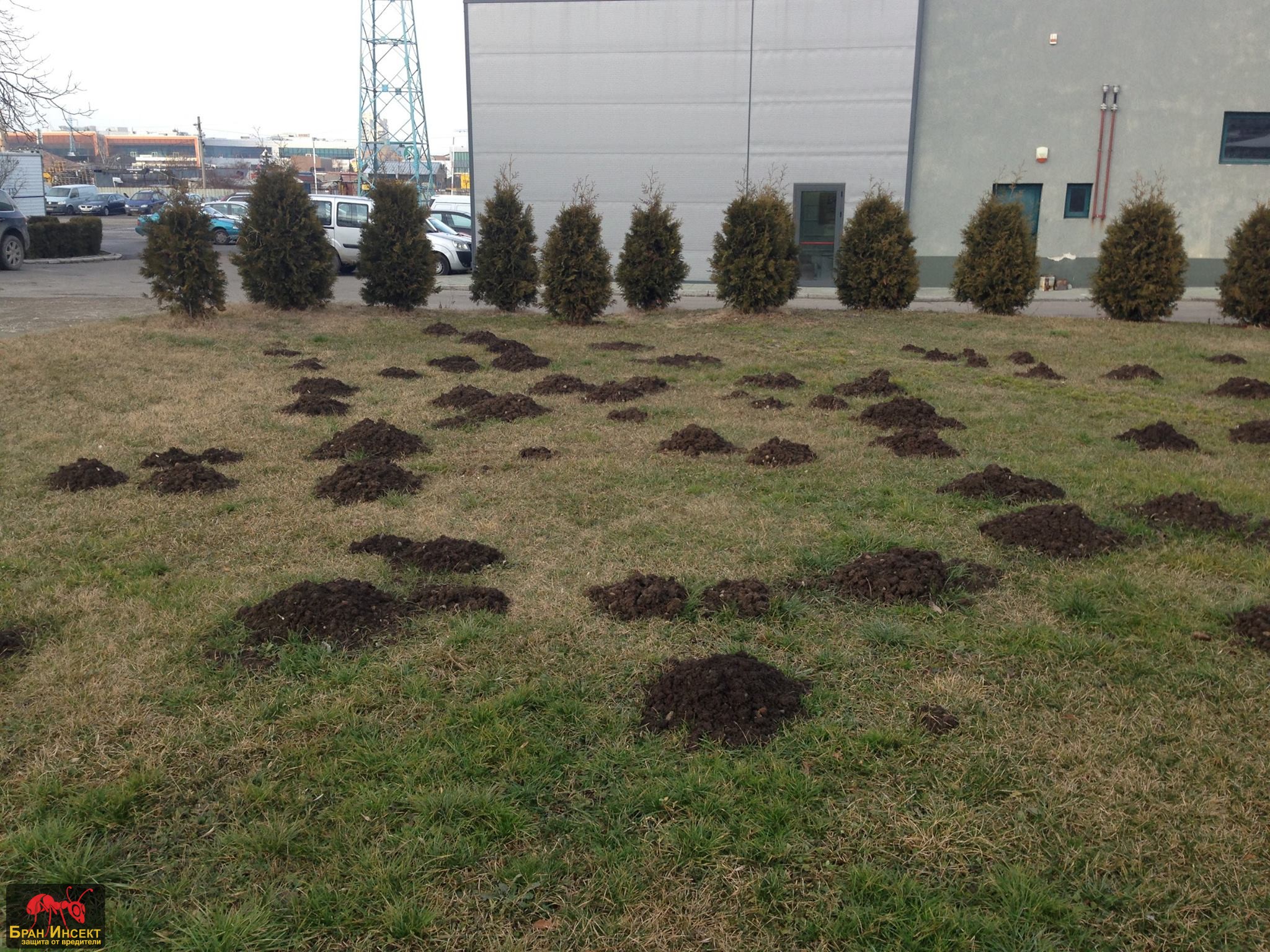 Как да защитим насаждения и земеделски култури от подземни вредители - Бран Инсект